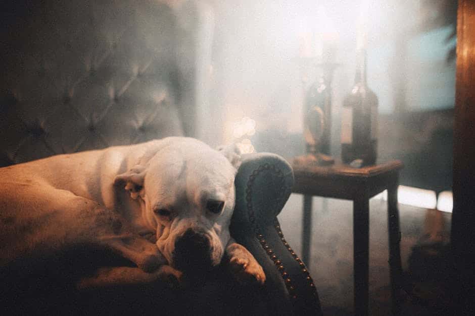 dog is unwell due to allergies