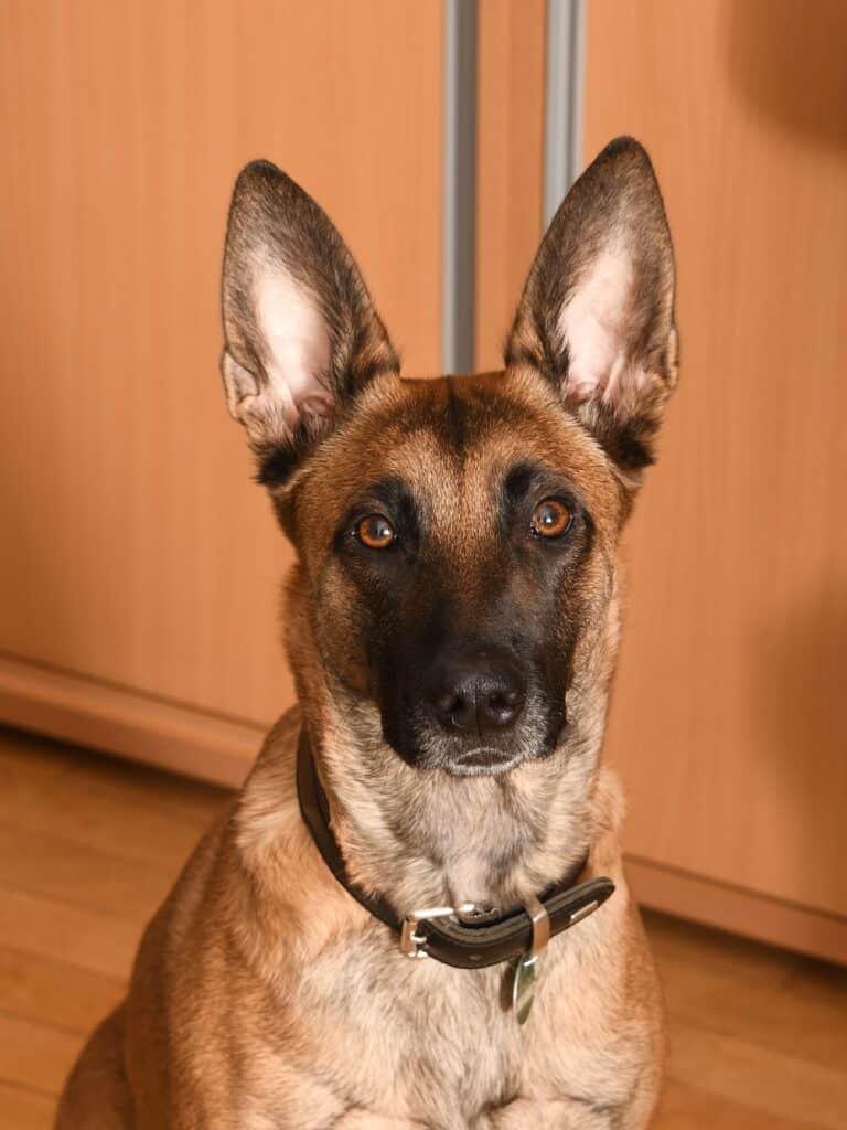 dog's ears