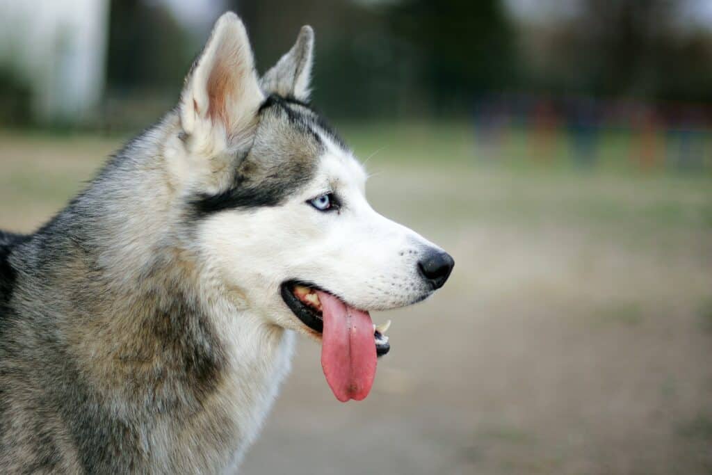 remedy for dog stinky ears