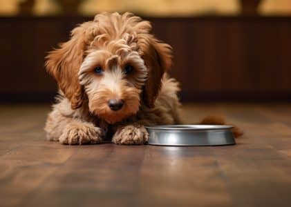 Best dog food for labradoodles