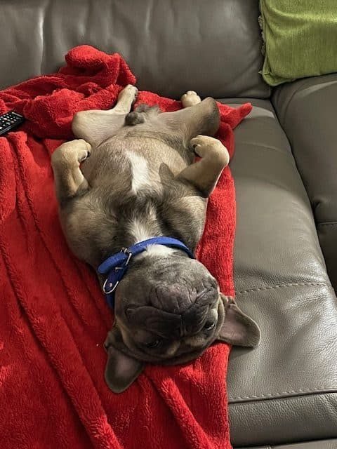 Frankie our french bulldog