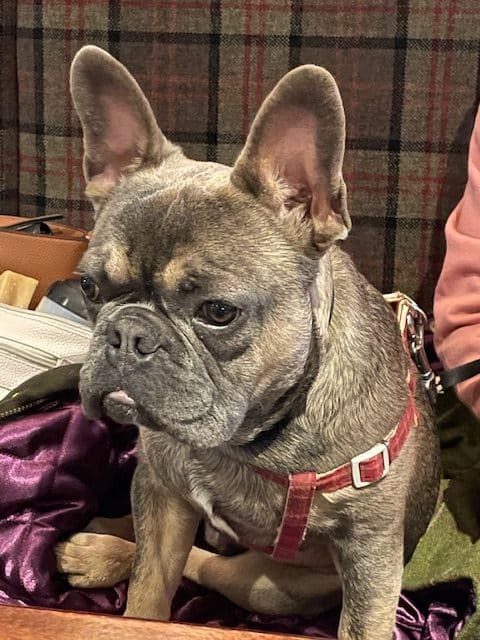 Frankie our french bulldog