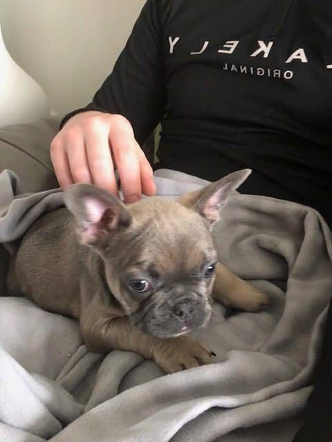 Frankie our french bulldog