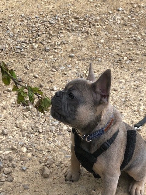 Frankie our french bulldog