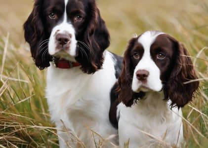 Best dog food for springer spaniels