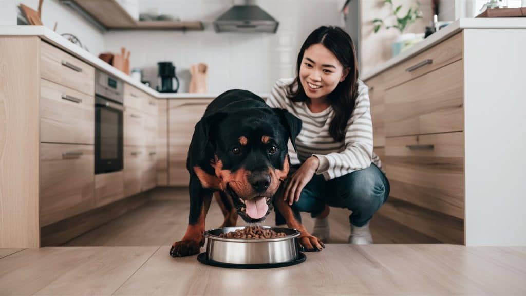 Best dog food for a Rottweiler