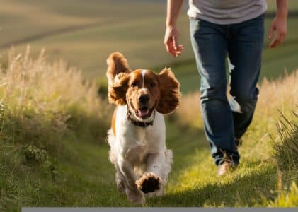 Best dog food for cocker spaniels