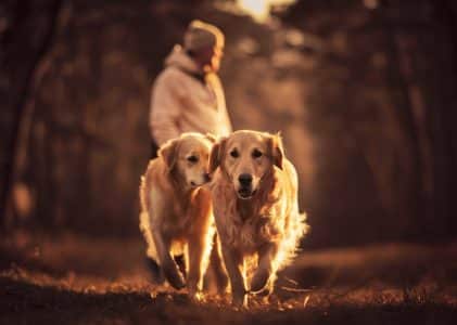 Best dog food for a Golden Retriever