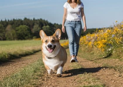 Best Food For Pembroke Welsh Corgi