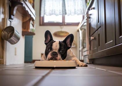 Best dog food for allergies