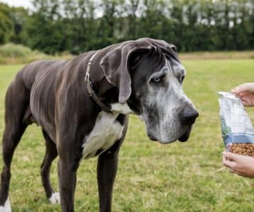 Best dog food for large dogs with allergies