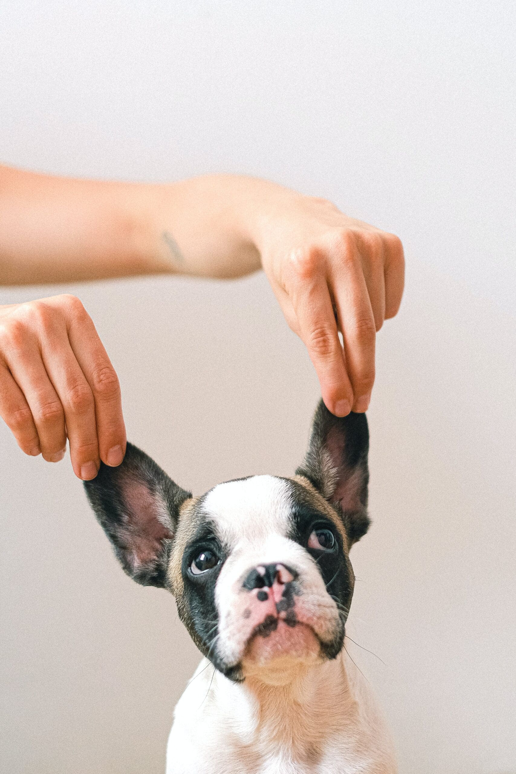 My Dog’s Ears Stink: Fresh Ears = Happy Dog