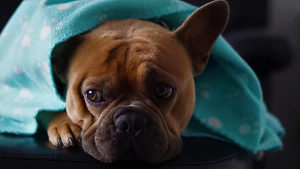 french bulldog questions to ask breeder