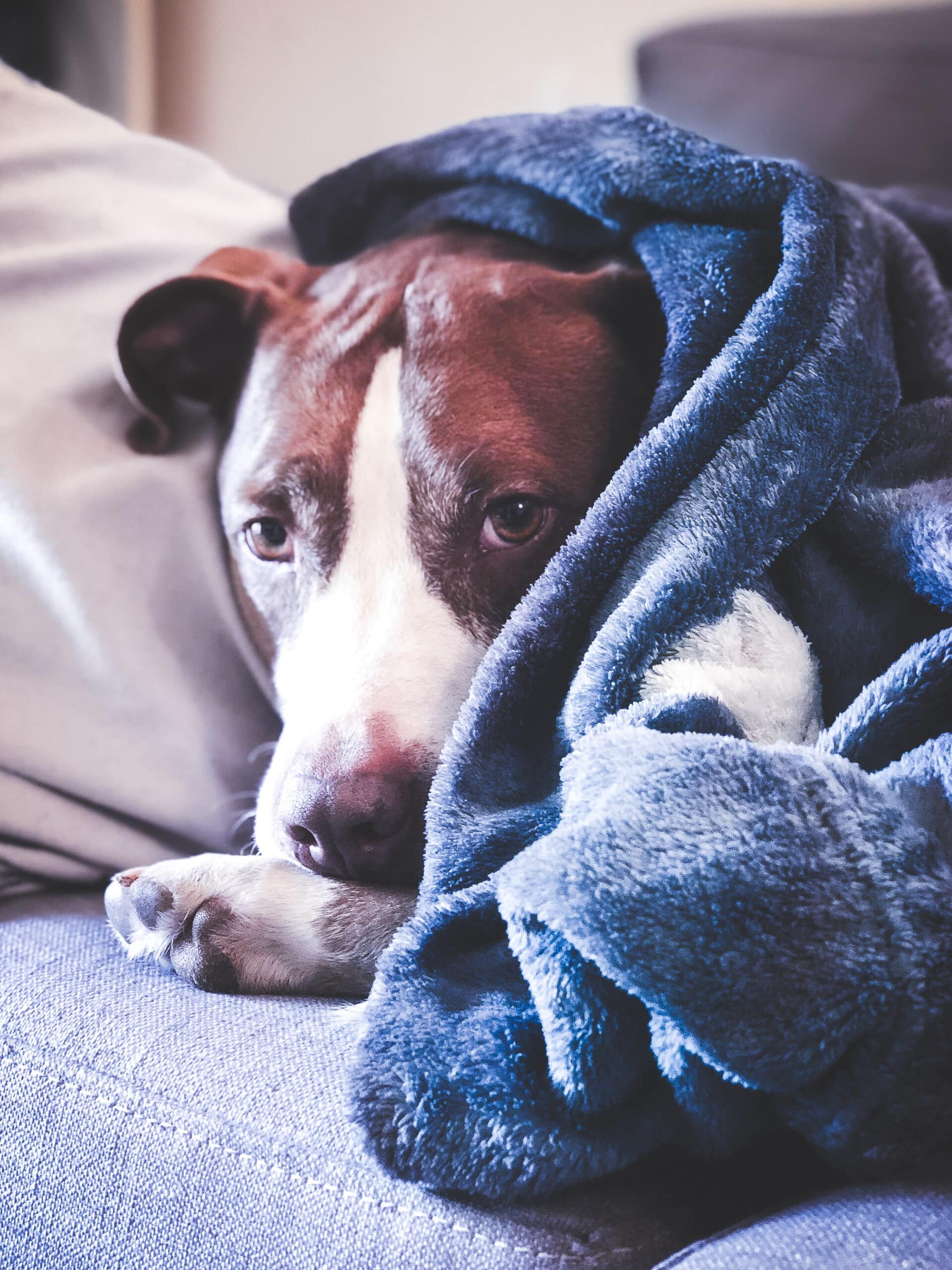 Diarrhea in Dogs at Night: End  Your Nightmare Now