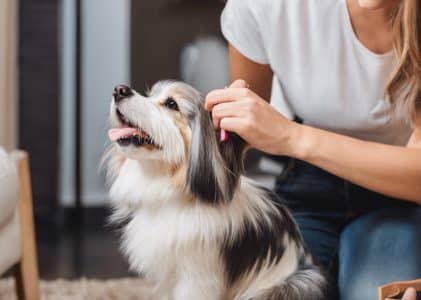 What dog food helps with shedding?