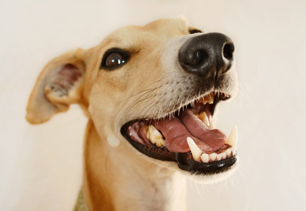 dental scaling for dogs