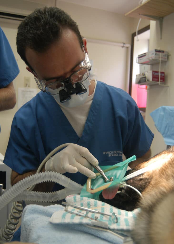teeth cleaning for dogs near me