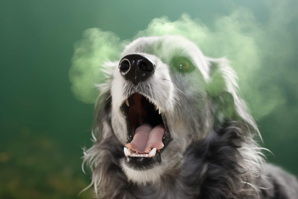 senior dog bad breath