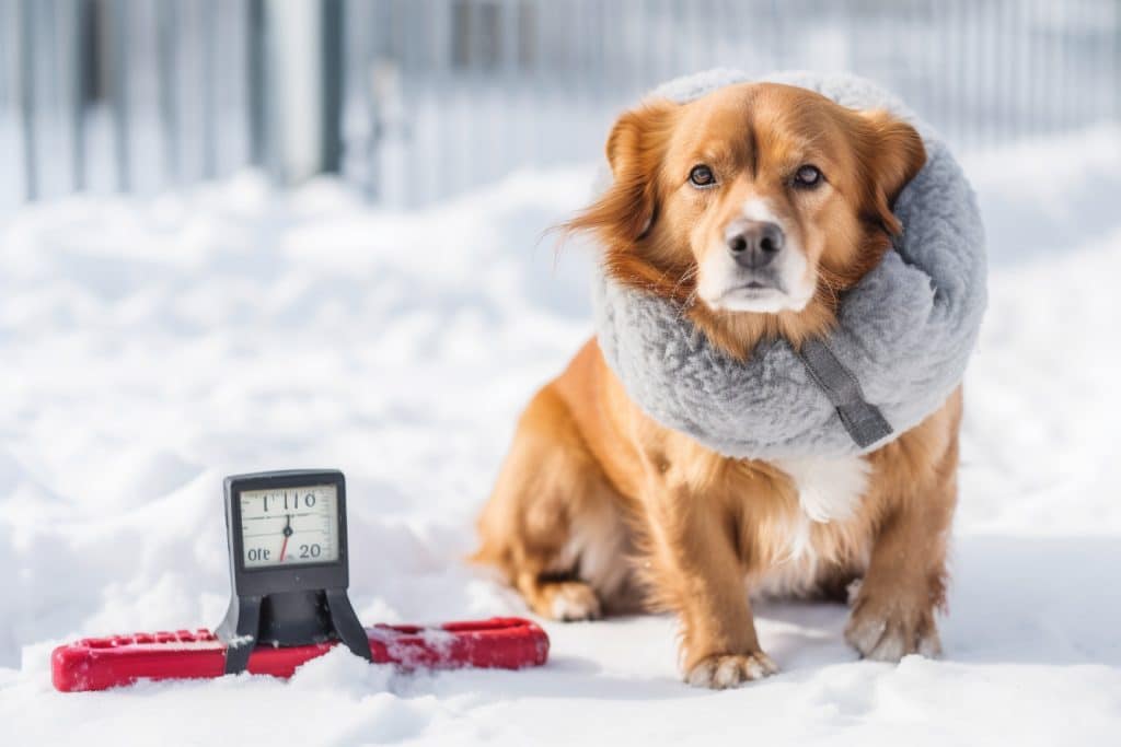 what temperature is safe to walk a dog