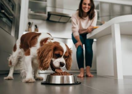 Best dog food for a Cavalier King Charles Spaniel