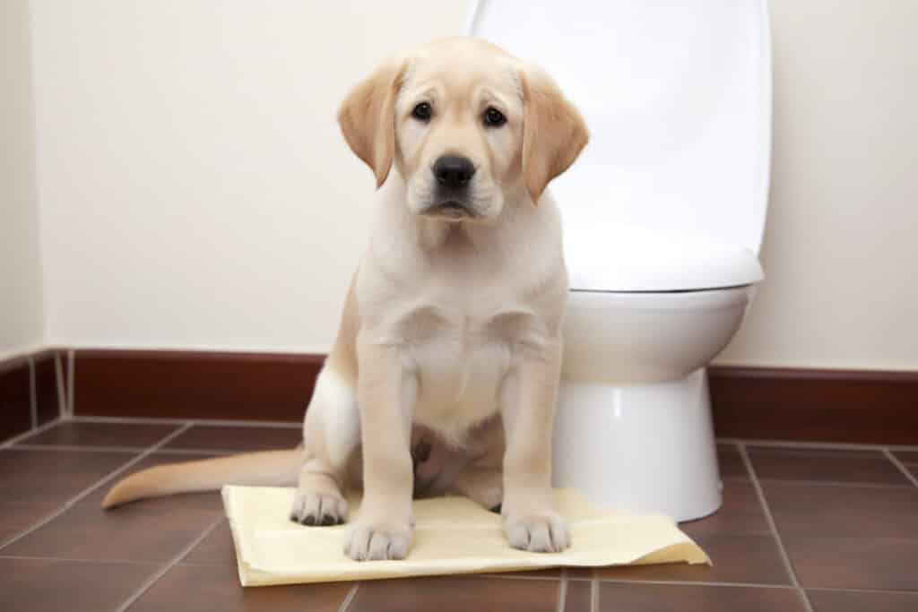 dog food for bowel incontinence