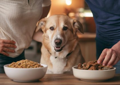 Best dog food with low protein