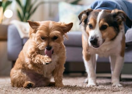 Hypoallergenic dog foods for essential soothing