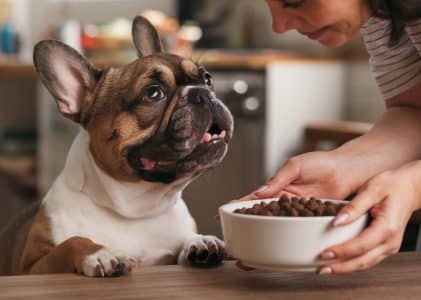 Best dog food for gut health and allergies