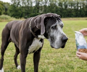Best dog food for large dogs with allergies
